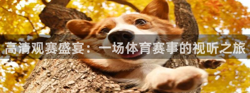 说球帝体育在线直播：高清观赛盛宴：一场体育赛事的视听之旅